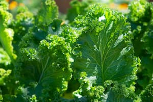 Fresh green lettuce