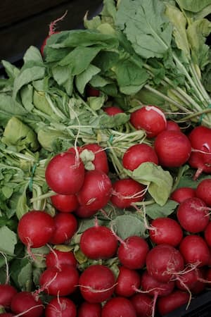Fresh radish